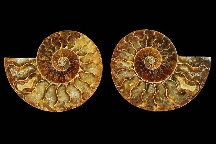Agatized Ammonite Fossil - Madagascar #145952